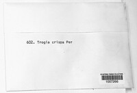 Trogia crispa image